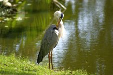 Grey Heron preening 11.jpg