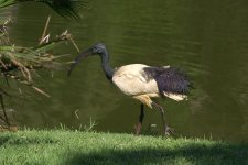 Sacred Ibis 4.jpg