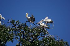 Pink-backed Pelicans 11.jpg