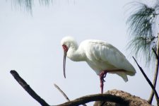 Spoonbill 18.jpg