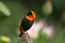 Southern red Bishop 8.jpg