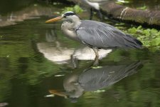 Grey heron reflection 9.jpg