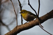 Japanese White Eye.JPG