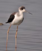 bw stilt sw45x D90_DSC0197.jpg