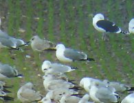 Caspian Gull 21-12-08 azz1.jpg