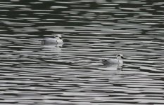 1.Smew.JPG