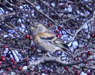 Brambling01.jpg