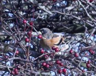 Brambling03.jpg