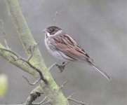 Bunting - Reed - Female 2 (D300).jpg