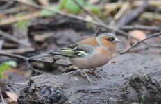 Finch - Chaffinch - Male 1 (D300).jpg