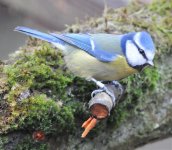 Tit - Blue 1(D300).jpg