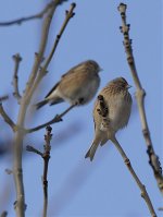 Linnet-web.jpg