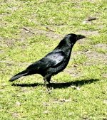 IMG_0367.jpeg IMG_0367.jpeg