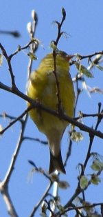 Goldfinch3_LFx_4-15-25_7559.jpg