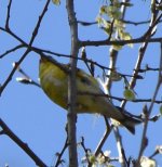 Goldfinch4_LFx_4-15-25_7563.jpg