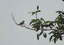 5602 Long-tailed Triller 1.JPG