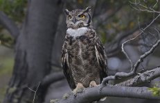 L Lesser Horned Owl (2025.03.16) 020.jpg