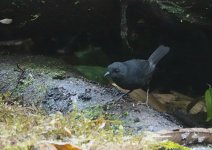 4689 Tatama Tapaculo 1.JPG