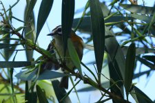 firecrest mad.JPG