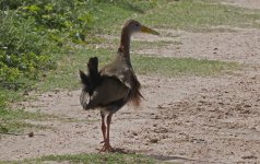 Giant Wood-Rail (2025.03.09) 020.jpg