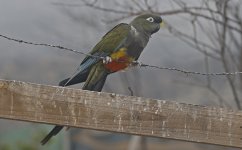 Burrowing Parakeet (2025.03.22) 030.jpg