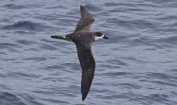 Juan Fernandez Petrel (2025.03.23) 020.jpg