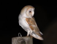 BarnOwl01.jpg