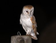 BarnOwl02.jpg