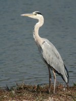 grey heron adj P6000 DSCN4569.jpg