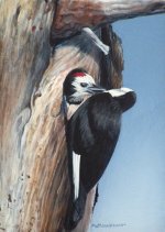 White headed woodpecker.jpg