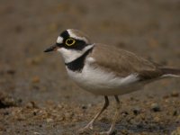 little ringed plover breed Om7070wz origP1010377.jpg