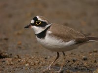 little ringed plover breed Om7070wz nwareP1010377.jpg