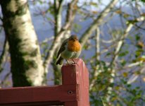 Robin, Camus Torsa, Loch Sunart, Oct 2004.jpg