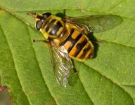 Myathropa florea.Back garden.07-09-04.jpg