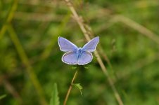 Common Blue ind1-thumb.jpg