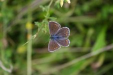 Common Blue ind2up-thumb.jpg