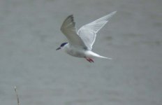 Tern.jpg