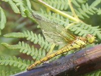 f common darter.jpg