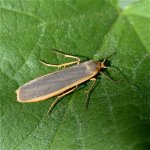 common_footman_26jun05_420_20.jpg