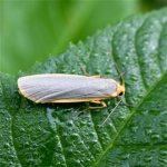 common_footman_27jun05_420_20.jpg