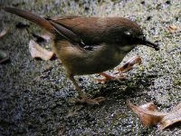 wb scrubwren.worm  KIF_14341.JPG