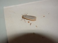 Common Footman 01 02.JPG