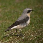 IslayWheatear1.jpg