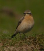 IslayWheatear2.jpg