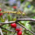 common_darter_30aug04_420.jpg