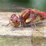 common_darter_16aug04_420b.jpg