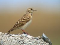 short-toed-lark.jpg