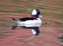 1061Bufflehead_m_P22604107w.jpg