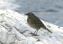 Pipit.jpg