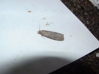 Bee Moth 01 05.JPG